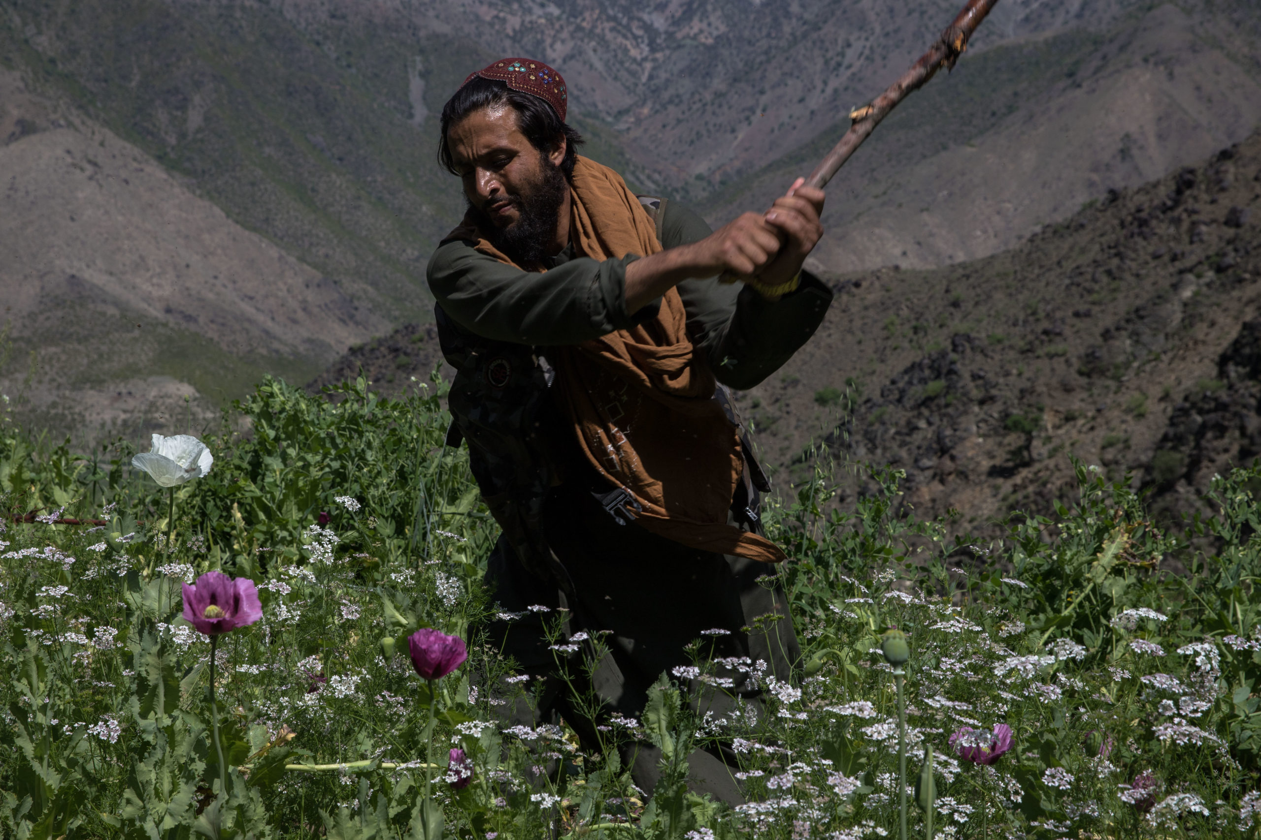 A man swings an agricultural tool in a wide movement aimed at poppy plants that surround him. There are mountains in the background.